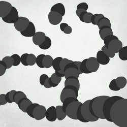 Streptococcus pneumoniae Streptococcus pneumoniae